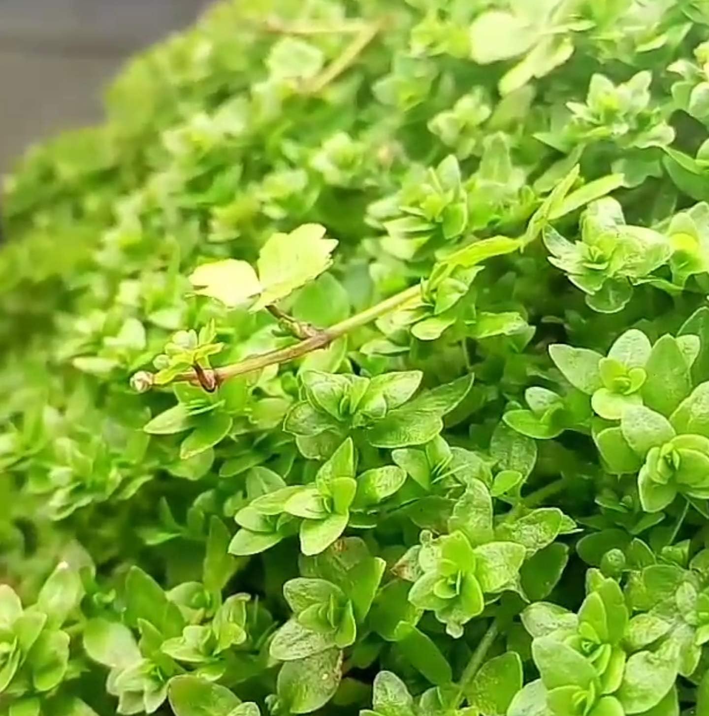 Greenpro Micranthemum Micranthemoides Pearlweed Tissue Culture Live Aquarium Plant