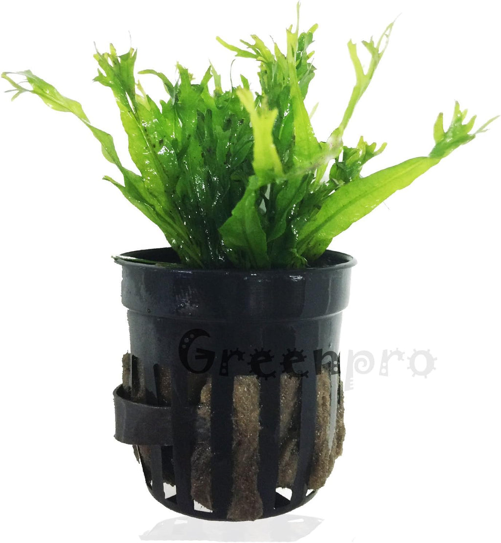 3 Water Fern Package Bolbitis | Windelov | Pteropus Hardy Leaf Live Potted Aquarium Plants for Freshwater Fish Tank by Greenpro
