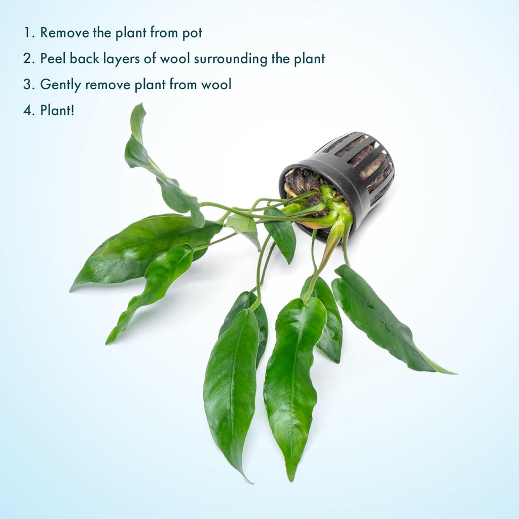 SubstrateSource Anubias Live Aquarium Plants - Potted Freshwater Plant for Fish Tanks, Terrariums - Beginner Friendly Low Light (Short and Sharp, Mother Plant)