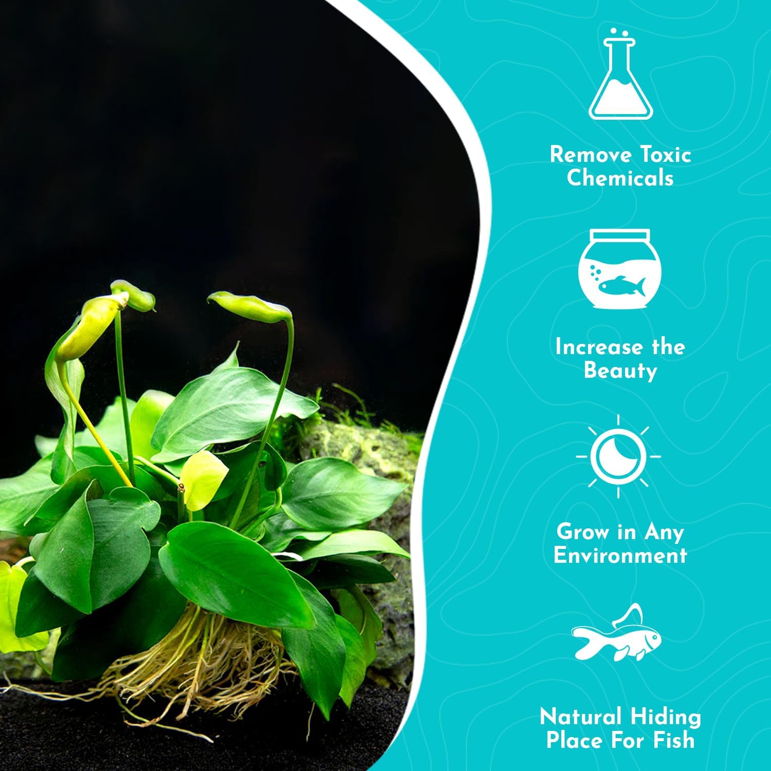Anubias Congensis - Live Freshwater Aquarium Plant for Aqua scaping, Hardy & Easy to Grow, Perfect for Beginner Aquariums - Adds Natural Beauty & Provides Fish Shelter - Medium