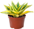 4" Live Snake Plants, Easy Care Houseplant for Home and Office Decor, Great Gift for Housewarming, Birthday, Thanksgiving