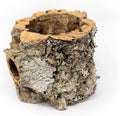 Air Plant Shop 3 Pack Natural Cork Bark Planters - Wholesale and Bulk - Succulents - Live Tillandsia - Easy Care Indoor and Outdoor House Plants