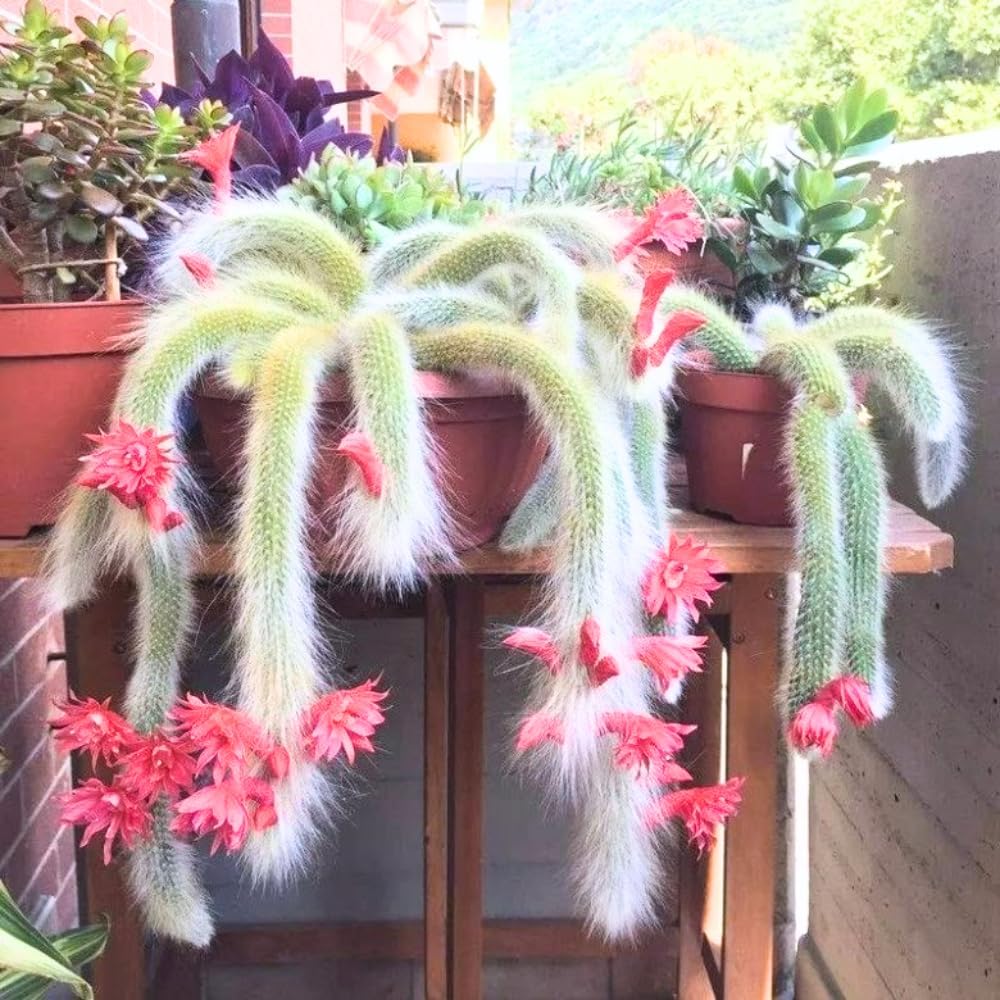 Monkey Tail Cactus Live Plant, 6-8 Inch Rare Trailing Cactus Live Rooted Succulent, Easy Care Hanging Cactus Houseplant Bareroot