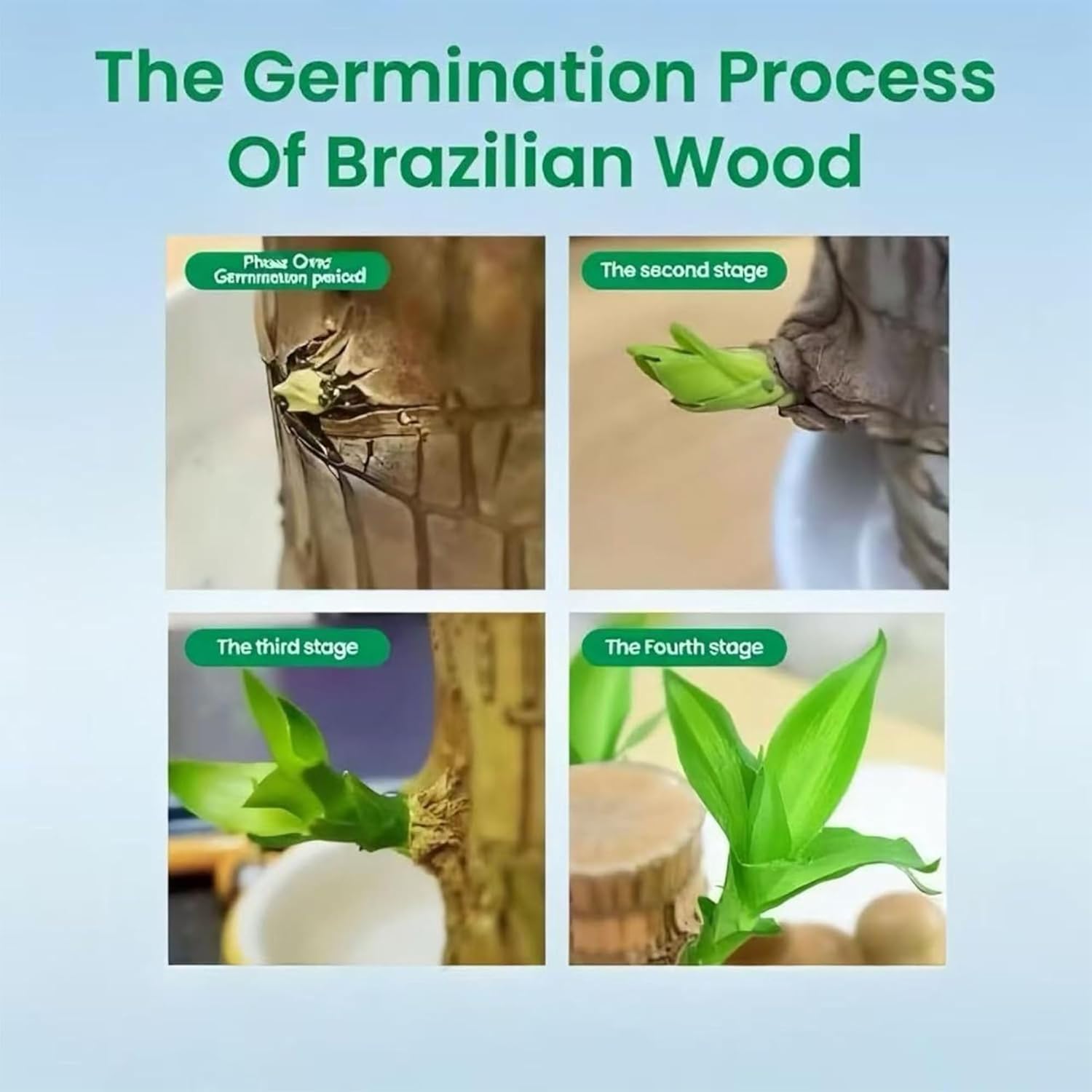 Lucky Wood Plant, Small Indoor Plant, Brazilian Wood Plants, About to Sprout, Office Desk Ornaments, Kitchen, Living Room, Home Decoration （Orange）