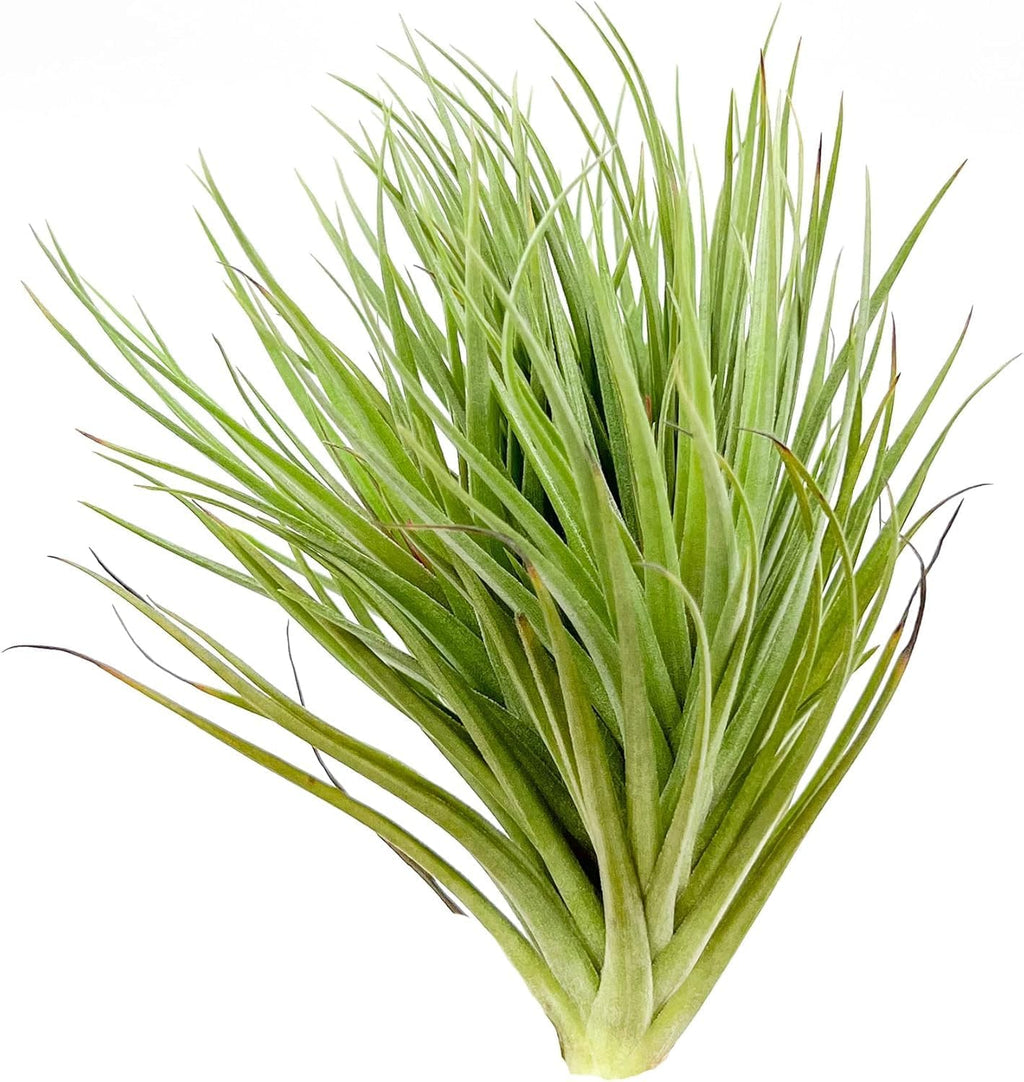 Air Plants - Flowering Tillandsia Rose BAER, Large 5" - 5ct - Live Arrival Guaranteed - House Plants for Home Decor & Gift