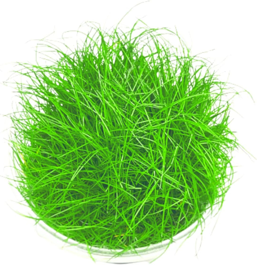 Hairgrass Dwarf Eleocharis Parvula Tissue Culture US Grow Live Aquarium Plant Tropical Freshwater Decorations BUY2GET1FREE