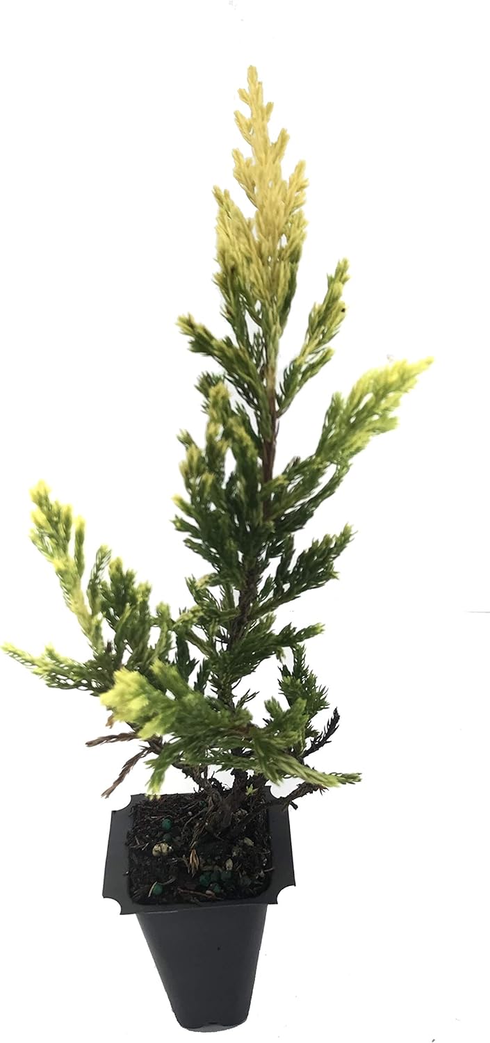 Lime Glow Juniper - 3 Live Plants - Juniperus Horizontalis - Hardy Evergreen Ground Cover