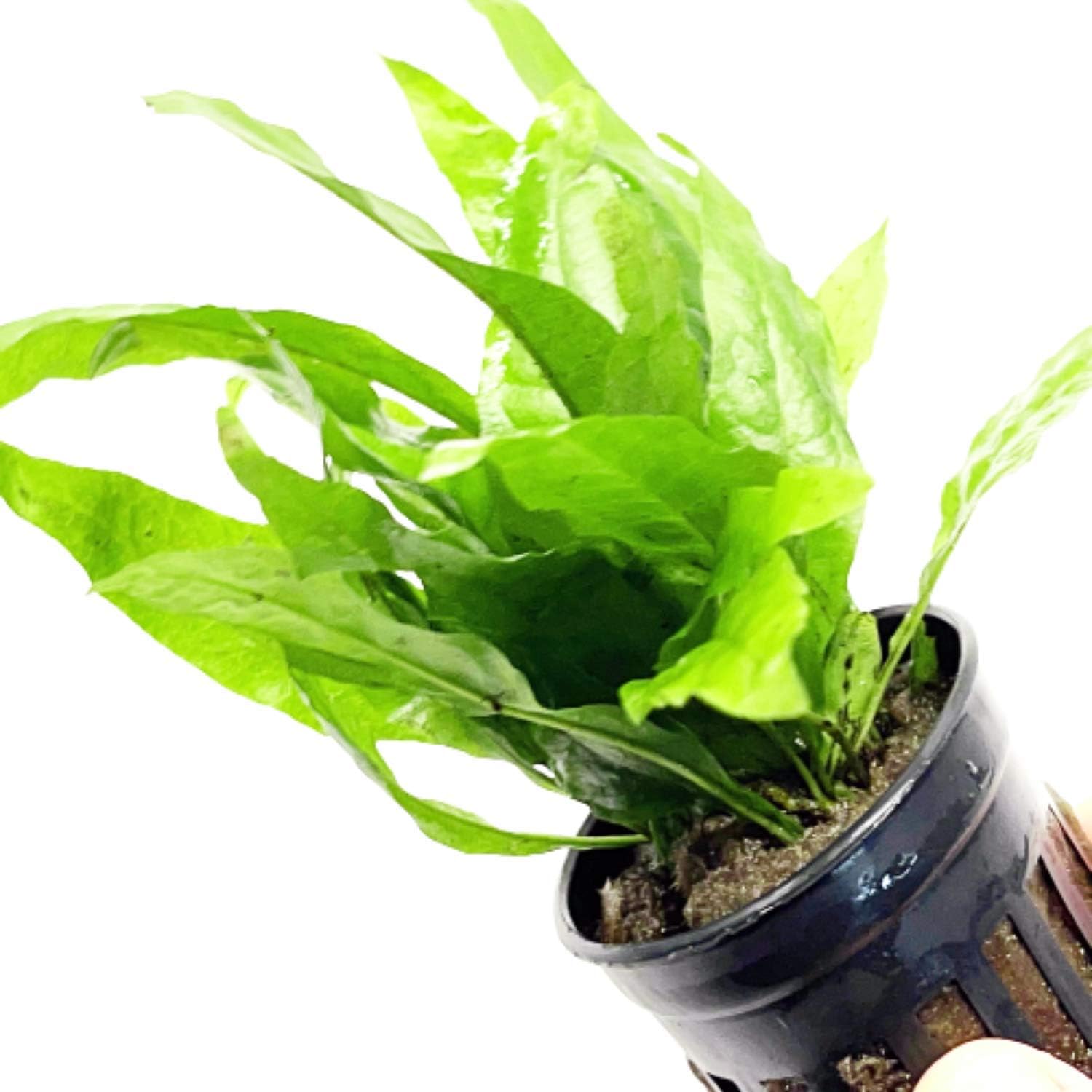 Microsorium Pteropus Java Fern Potted Live Aquarium Plant Tropical Freshwater Decorations BUY2GET1FREE