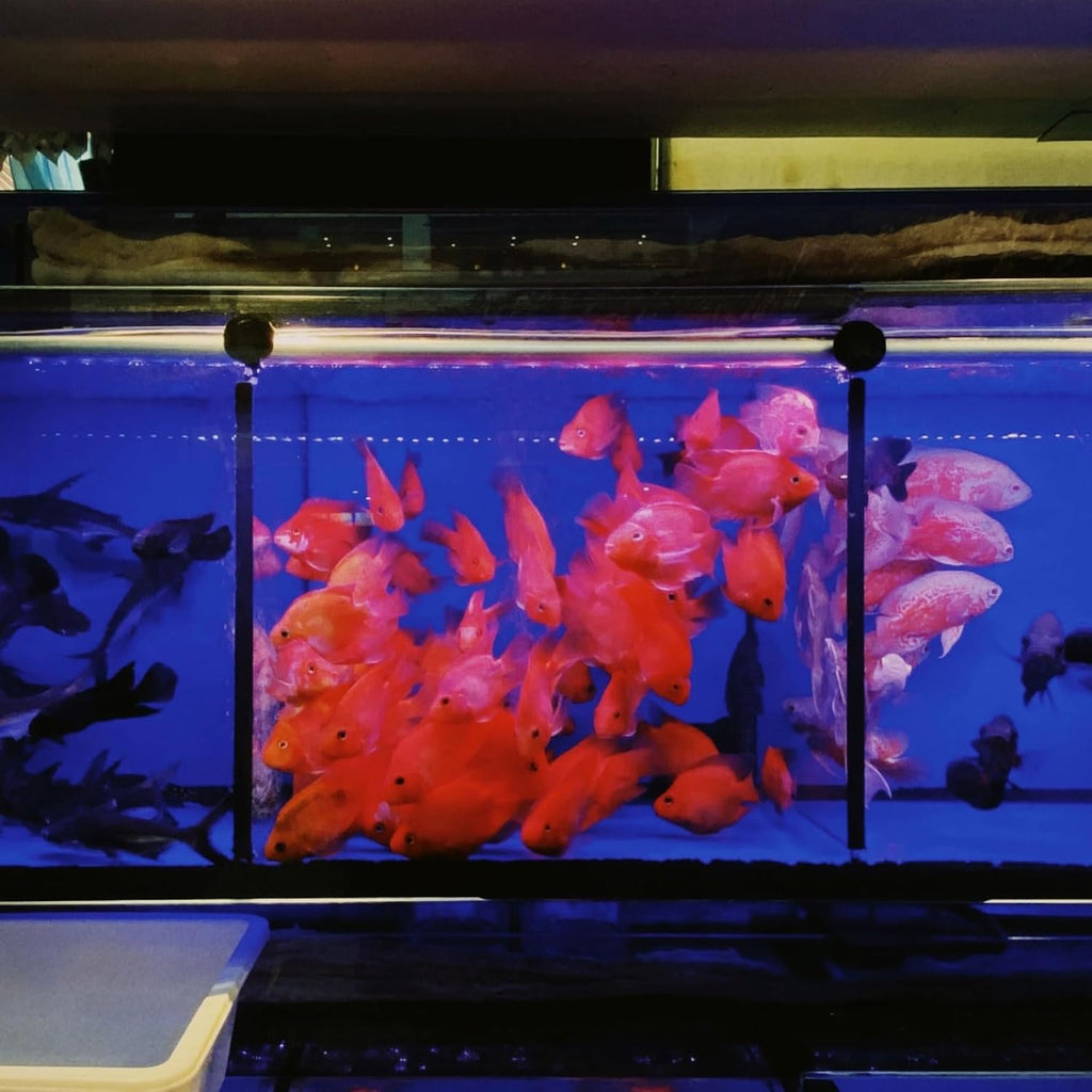 uxcell 2Pcs Aquarium Fish Tank Divider, 12x6 Inch Plastic Egg Crate Light Diffuser Grid Filter Bottom Partition Separator with Sucker Clips and Suction Cups for Aquarium, Black