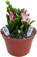 Live Holiday Christmas Cactus Plant, Pink and Purple Blooming Flowers, 6 Inch Pot, Indoor Houseplant