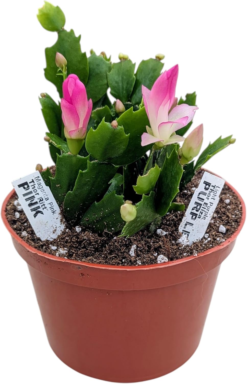 Live Holiday Christmas Cactus Plant, Pink and Purple Blooming Flowers, 6 Inch Pot, Indoor Houseplant