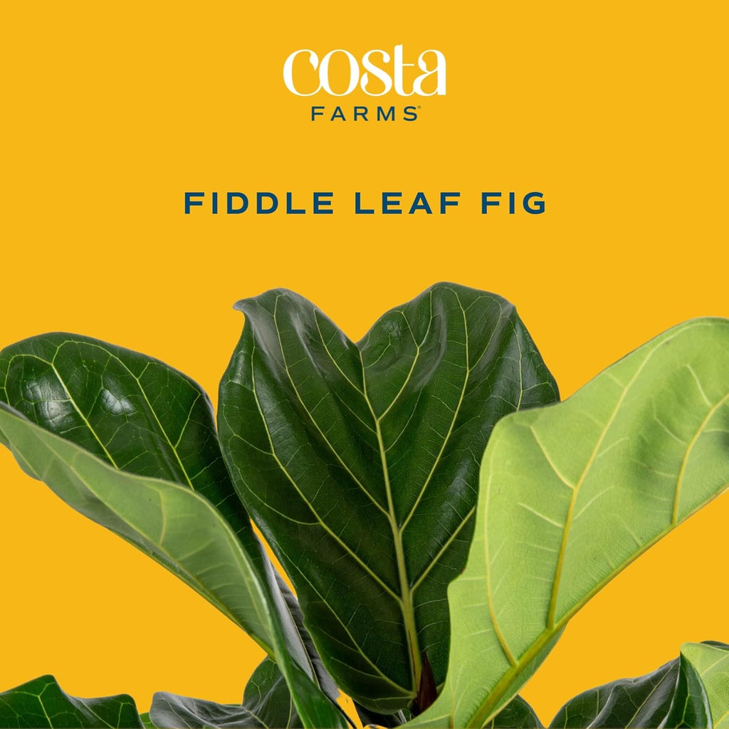 Costa Farms Fiddle Leaf Fig Tree Live Plant, Little Ficus Indoor Plant in Modern Decor Planter, Houseplant Potted in Potting Soil, Birthday, Housewarming, Home Decor, 1-Foot Tall