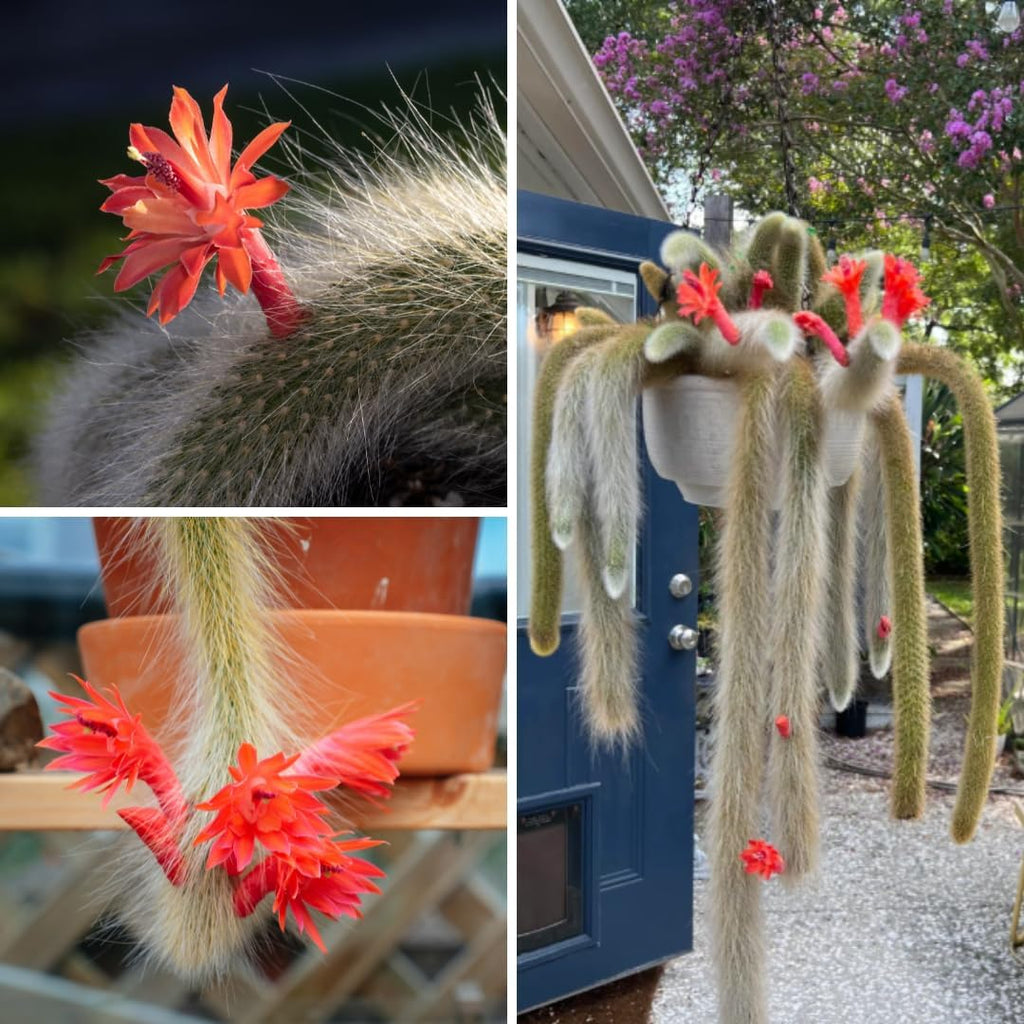 Monkey Tail Cactus Plant, Live Trailing Succulent Plant, 6 to 8 Inch for Gardening