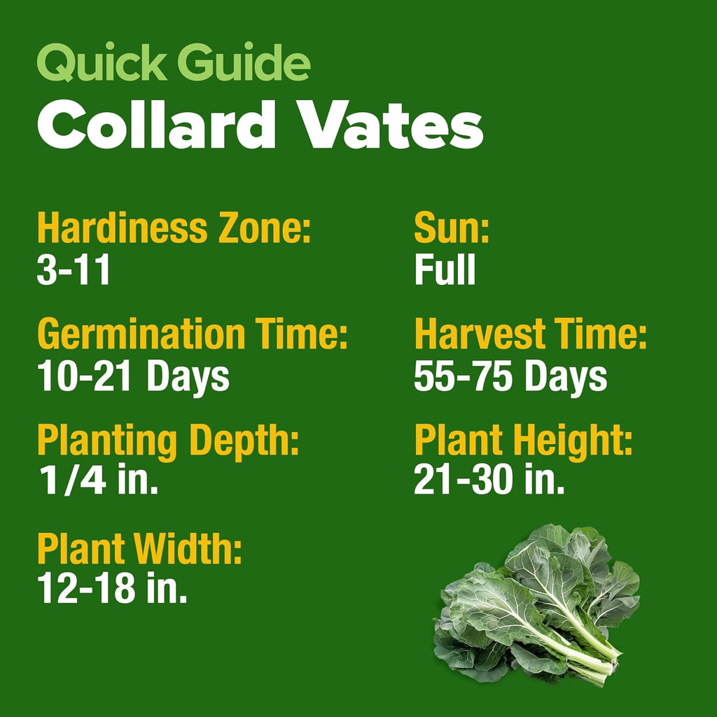 HOME GROWN Collard Green Seeds - 2 Pack - 600 Seeds for Fall Planting - High Germination Heirloom Vegetable Seeds,Vates Collard Greens Seed Pack(Brassica oleracea)