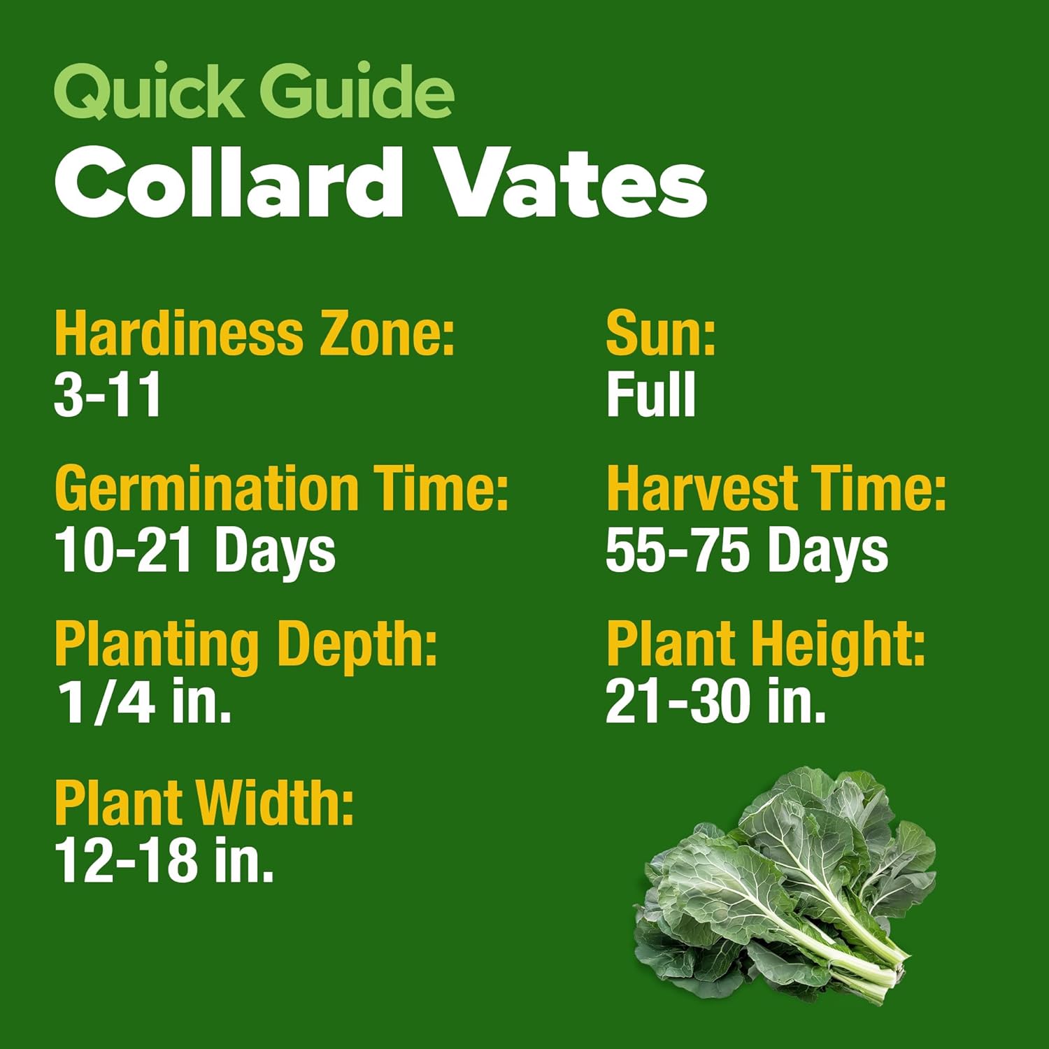 HOME GROWN Collard Green Seeds - 2 Pack - 600 Seeds for Fall Planting - High Germination Heirloom Vegetable Seeds,Vates Collard Greens Seed Pack(Brassica oleracea)