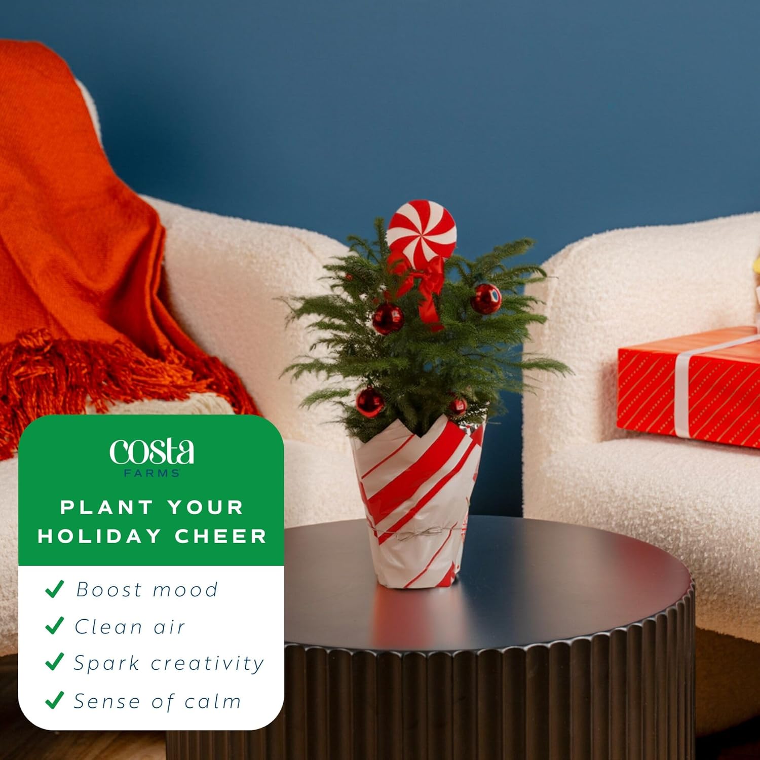 Costa Farms Norfolk Island Pine, Live Christmas Tree Plant in Gift Wrap Plant Pot, Includes Ornaments and Topper, Indoor Houseplant, Room, or Office Decor, Great House Warming, 16-22 Inches Tall