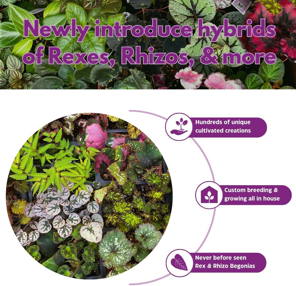 BubbleBlooms Peperomia Assortment, 6 Different peperomias in 2 inch pots Grower's Choice