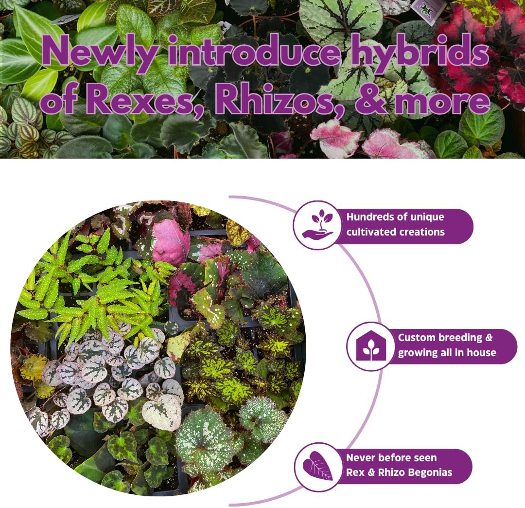 BubbleBlooms Flame Violet, Episcia Cupreata Assortment Set 2 inch pots 3 Different Velvet Plants, Tiny Mini Pixie Plant
