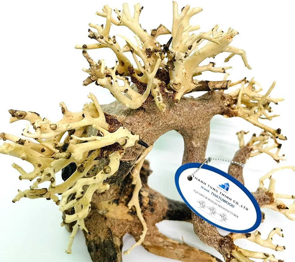Bonsai Driftwood Aquarium Tree (8in H x 6in L), Handcrafted Fish Tank Decoration | Easy to Install Driftwood Bonsai for Fish Tank | Decor Aquascape Wood (Bonsai Tree)