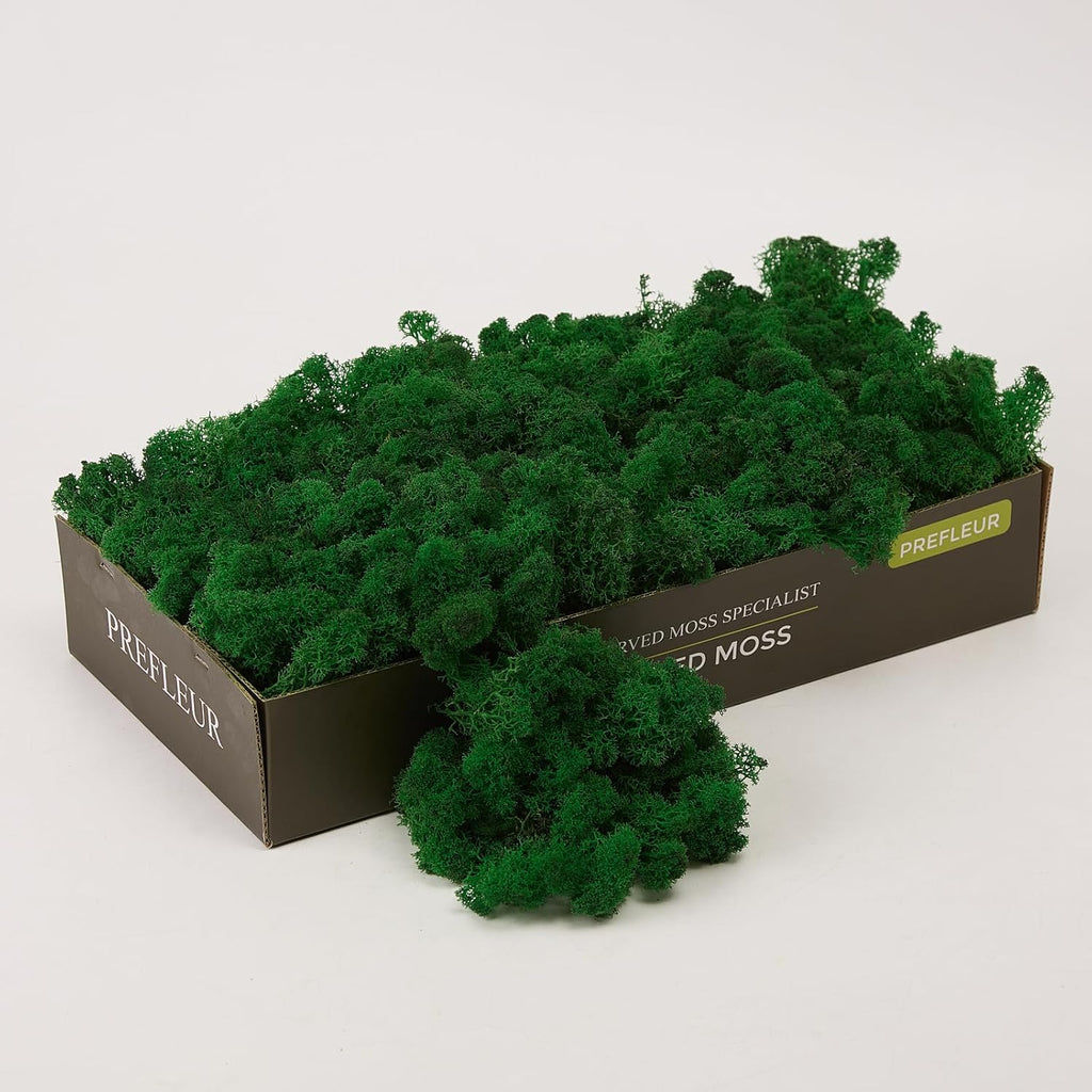Preserved Reindeer Moss Natural Green DIY Kit Gardenning Art Wall Decor Florist Decor Easter Table Decor Wedding