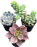 Sprout N Green Colorful Succulents Collection, 3 Live Succulent Plant Fully Rooted in 2 inch Starter Pot, Home Office Indoor Outdoor Wedding Decoration DIY Projects Party Favor
