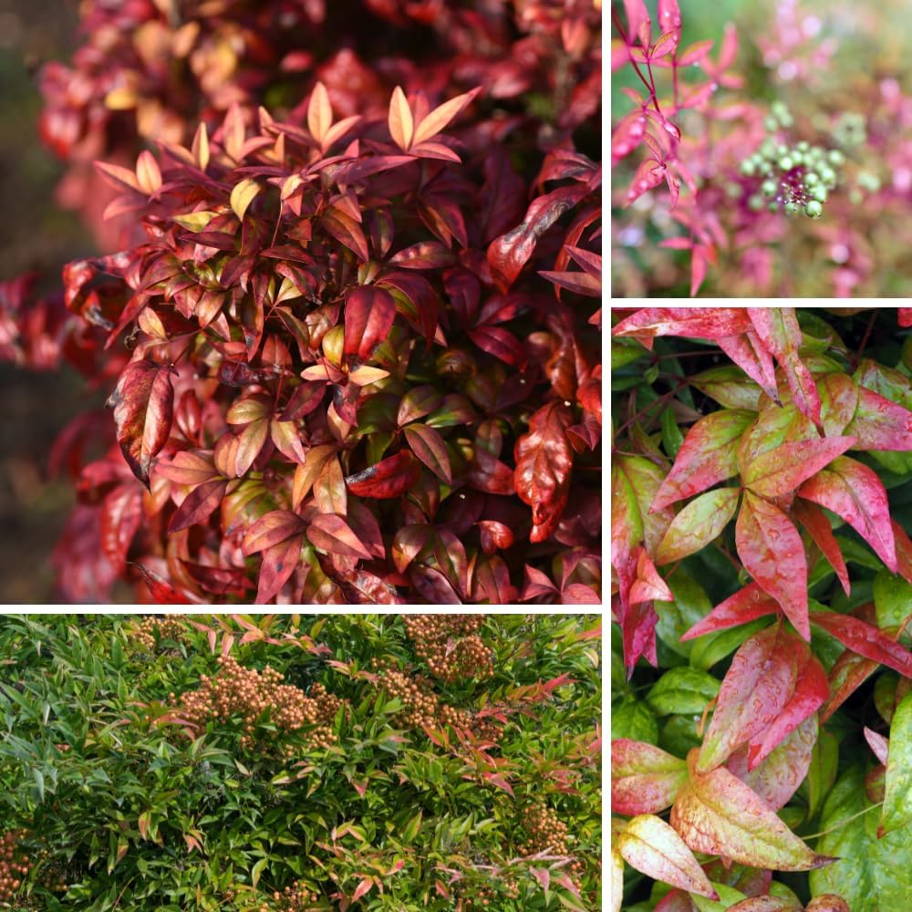 Dwarf Nandina Shrub, Ornamental Nandina Live Plant for Growing, Dormant in Winter (2.5 Inch)