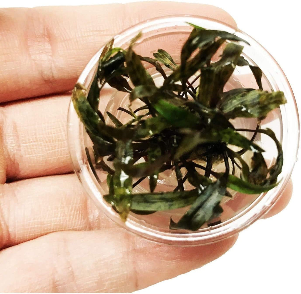 Cryptocoryne Nurii Nano Mini Tissue Culture Freshwater Live Aquarium Plants Decoration