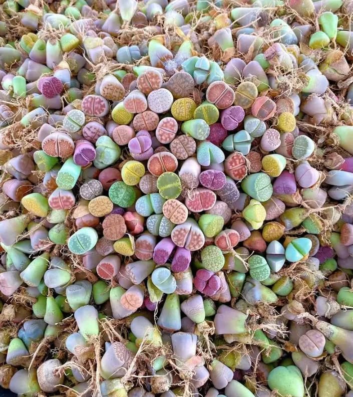 30 Lithops Seeds Mix Live for Planting, Lithops Living Stones Mix Rare Live Succulent Plant for Indoor Outdoor