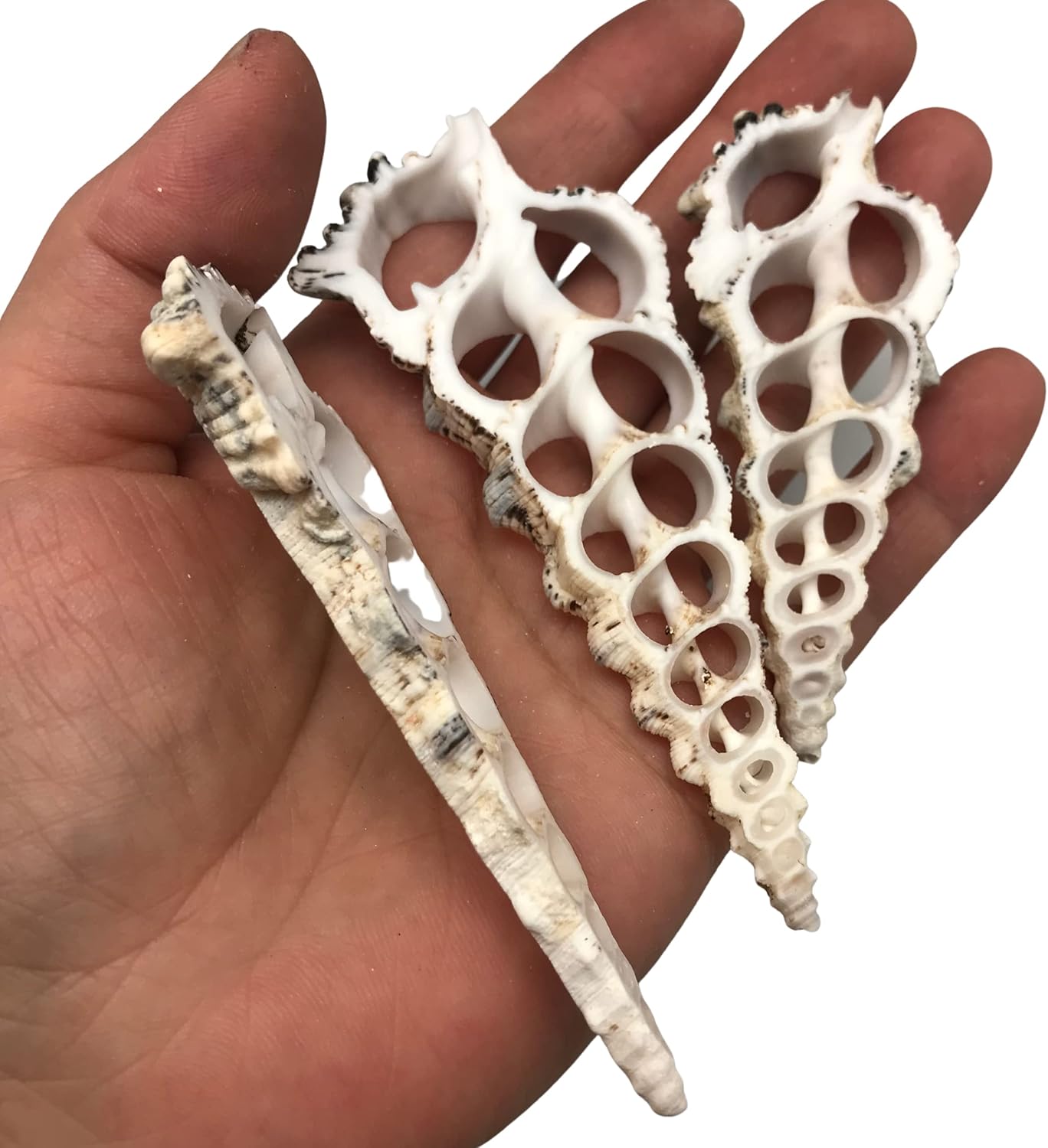 PEPPERLONELY 10 PC Large Center Cut Cerithium Nodolosum Sea Shells, 3 Inch ~ 4 Inch