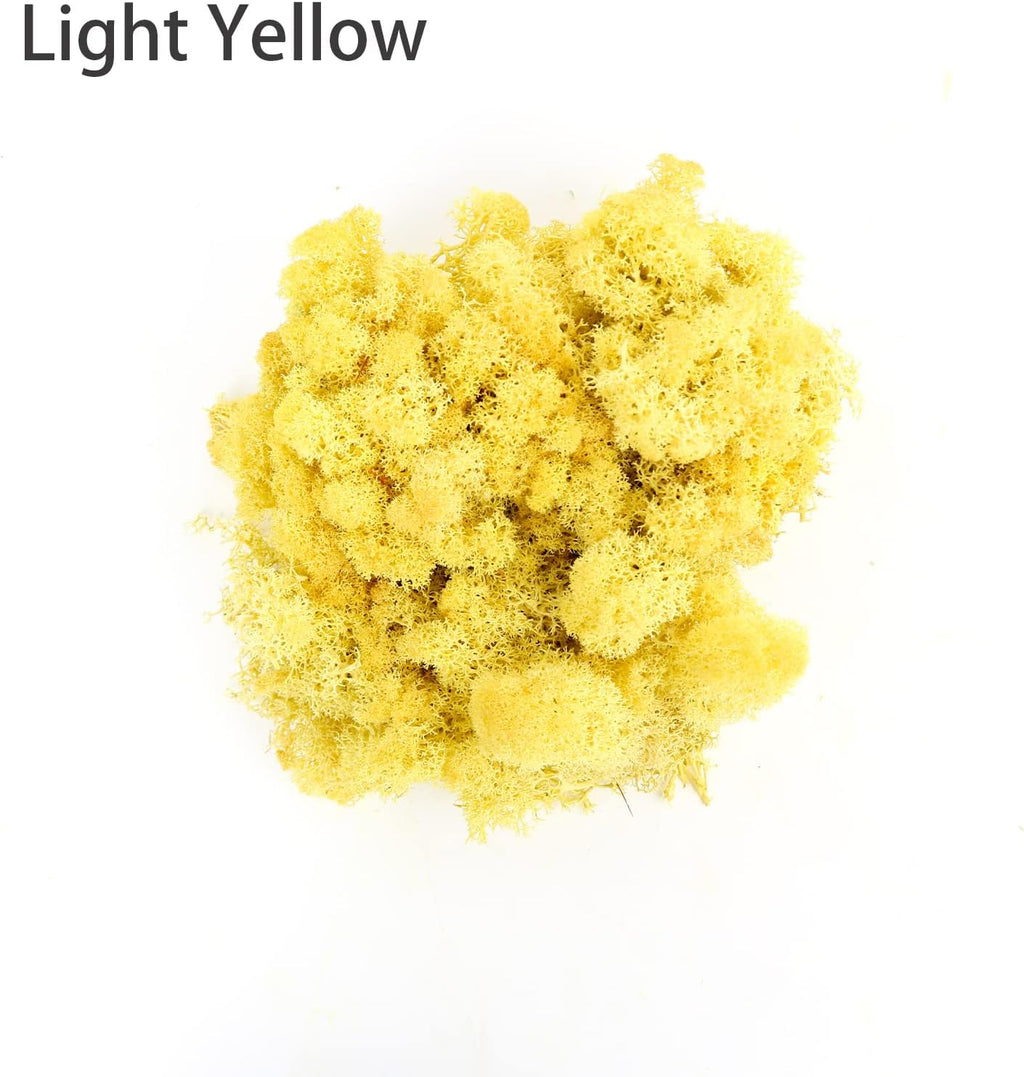 Amoueterno Preserved Moss 4 Color Reindeer Moss,Total 14OZ Each Color 3.5OZ, Natural Real Green Moss DIY Kit Moss Crafts Art Wall Decor Florist Decor Yellow/Light Yellow/Brown/Orange Brown