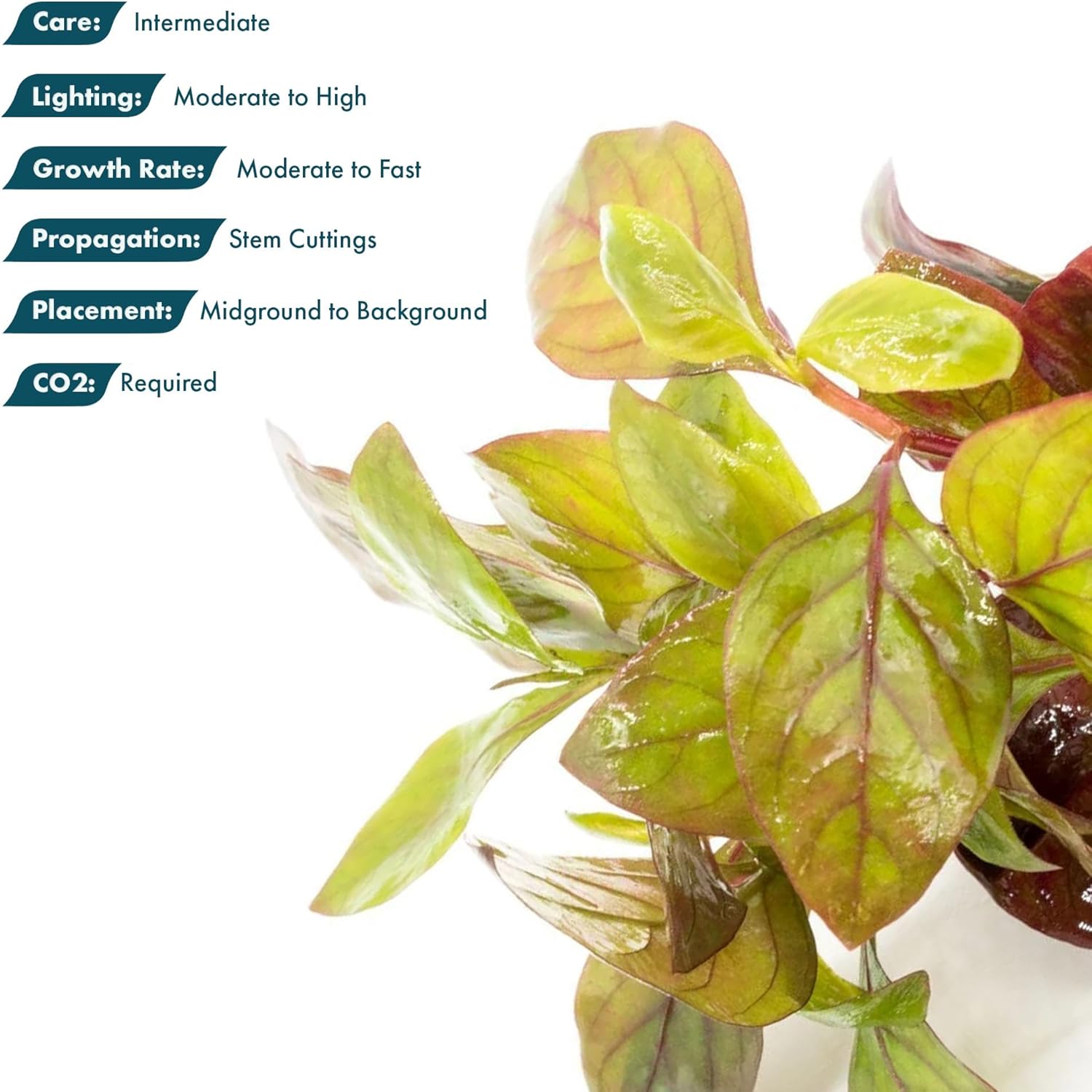 SubstrateSource Live Aquarium Stem Plants - Freshwater Aquatic Plant for Fish Tanks, Aquascaping - (Alternanthera Red Broad Leaf, 1 Bunch)