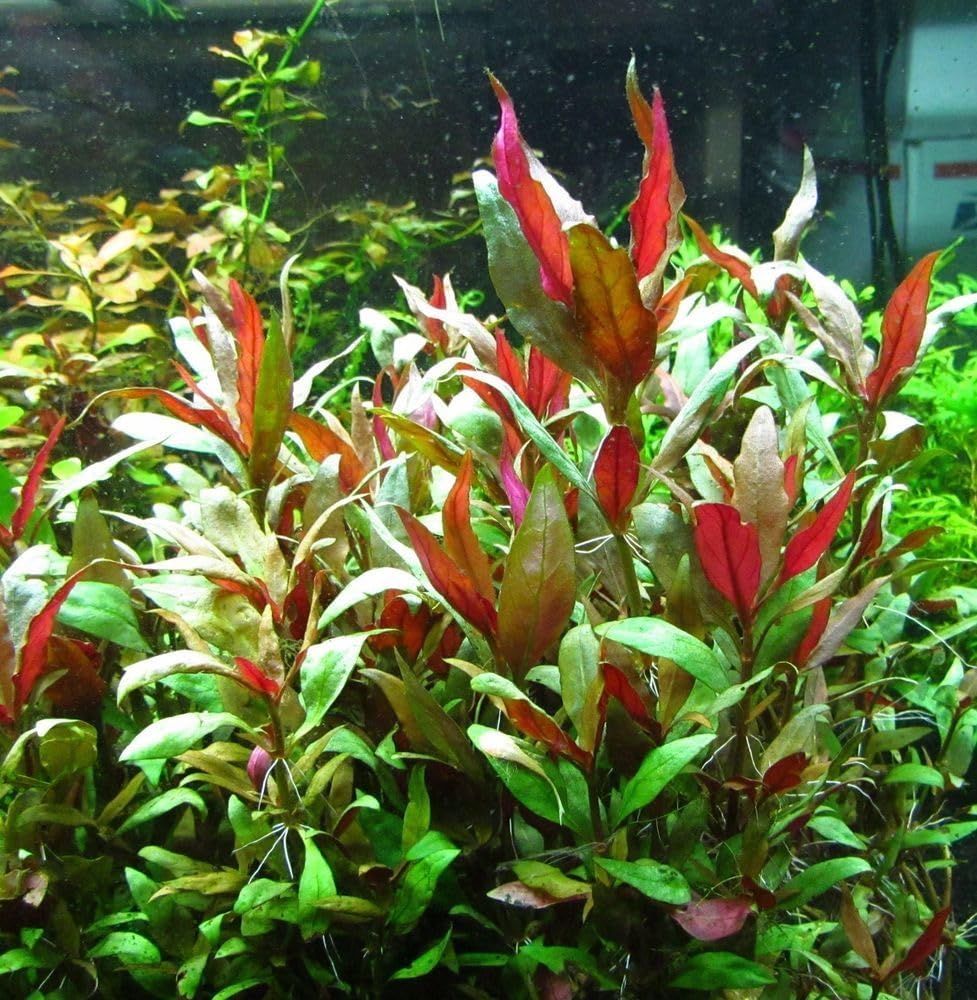 Live Aquarium Plants - Red Flame Sword, Alternanthera Reineckii & Red Tiger Lotus Bundle - Easy Freshwater Plants for Aquariums & Aquascaping