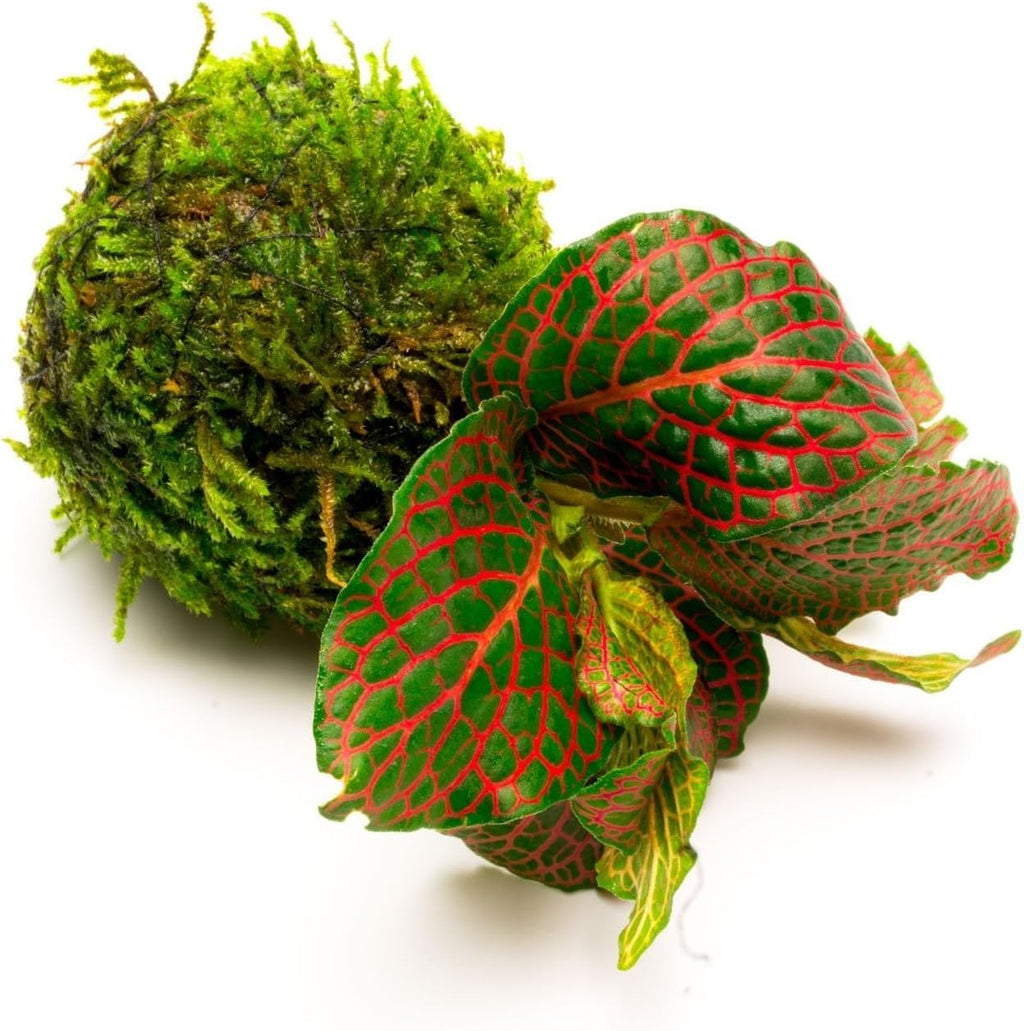 SubstrateSource Live Planted Decor - Nerve Plant (Fittonia albivenis) on Clay Moss Ball - Low to Medium Light, Dark Green Leaves with Veins Terrarium Plant, Emersed or Paludarium Placement - 1 Pack