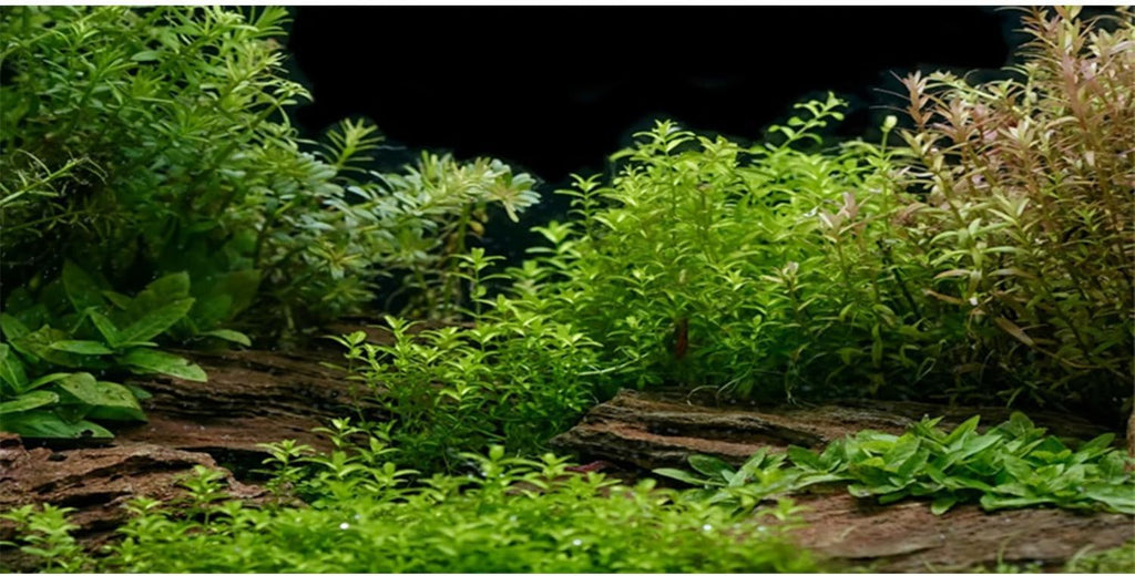 AWERT Aquarium Background River Bed & Lake Aquatic Plant Fish Tank Background Vinyl 24x12 inches