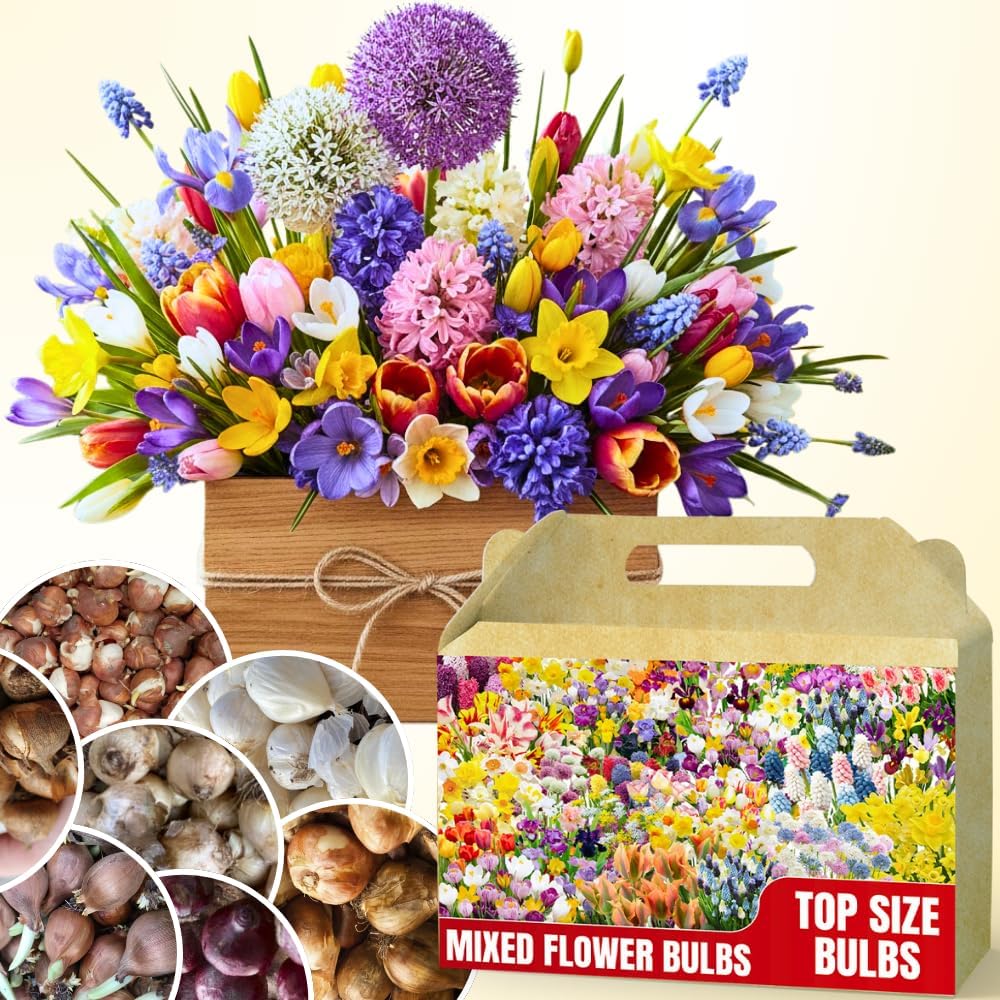 80 Mixed Flower Bulbs for Fall Planting, Assorted Colorful Spring Blooms, Hardy Perennial Mixed Flower Bulbs for Beds, Borders & Containers, Large Size Flowers Bulb