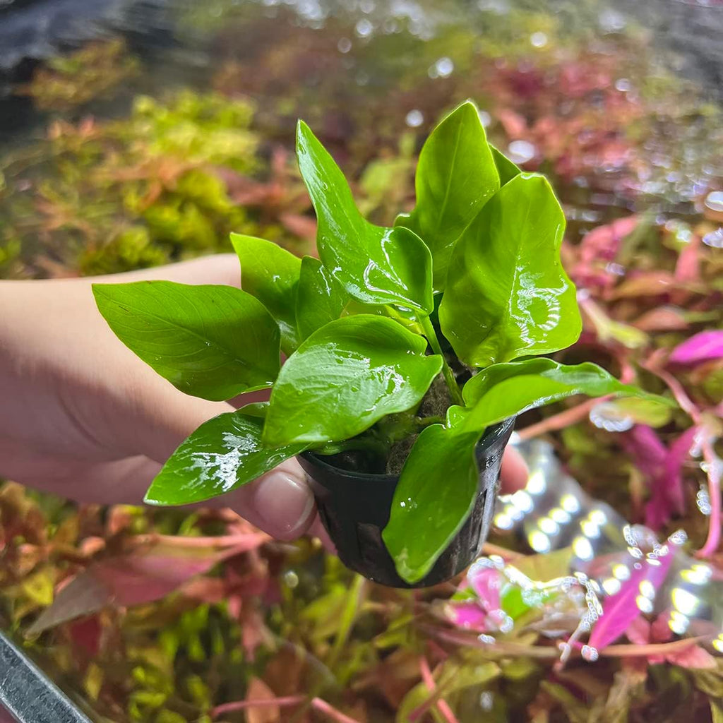 SubstrateSource Anubias Live Aquarium Plants - Potted Freshwater Plant for Fish Tanks, Terrariums - Beginner Friendly Low Light (Nana Golden, 1 Pot)