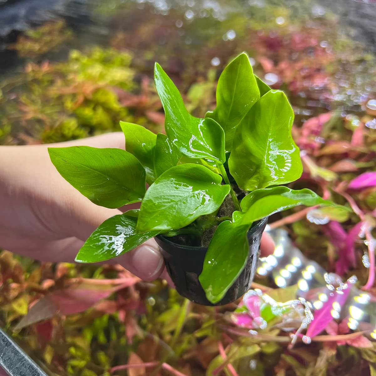SubstrateSource Anubias Live Aquarium Plants - Potted Freshwater Plant for Fish Tanks, Terrariums - Beginner Friendly Low Light (Nana Golden, 3 Pots)