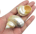 PEPPERLONELY 5PC Pearlized Gold Mouth Turbo, Hermit Crab Sea Shells, 1-1/2 Inch to 2 Inch