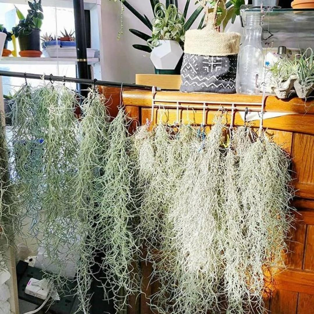 Air Plants Spanish Moss for Plants Indoor, Tillandsia Air Plant Live, Air Purifying Plant Indoor, Clump 10" Long for Home Garden Decoration, Hanging Houseplant