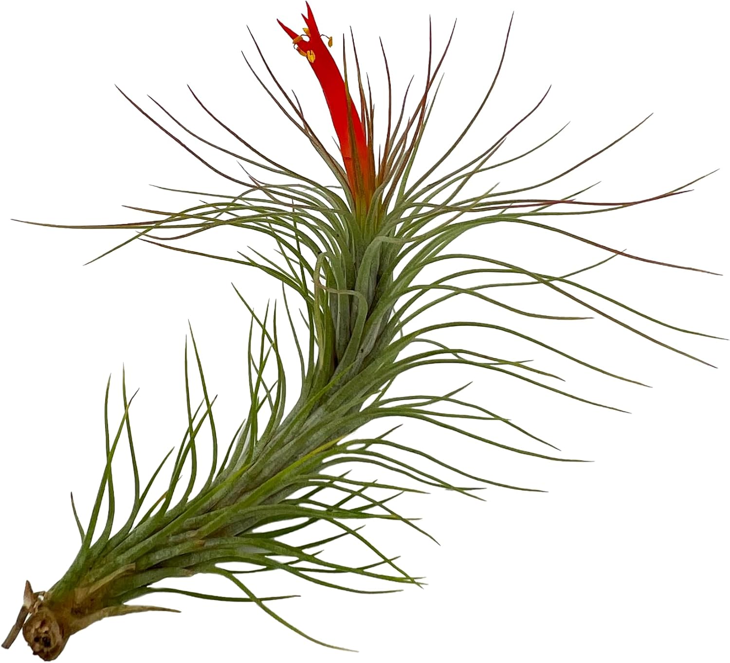 ragnaroc Air Plants - Venner Gift Box Large 4" - 7ct - Live Arrival Guaranteed - House Plants for Home Decor & Gift