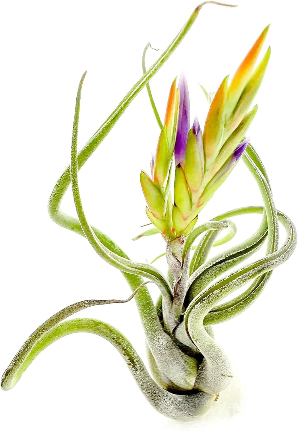 ragnaroc Air Plants - Flowering Tillandsia Caput Medusae, Large 5-7" - 2ct - Live Arrival Guaranteed - House Plants for Home Decor & Gift