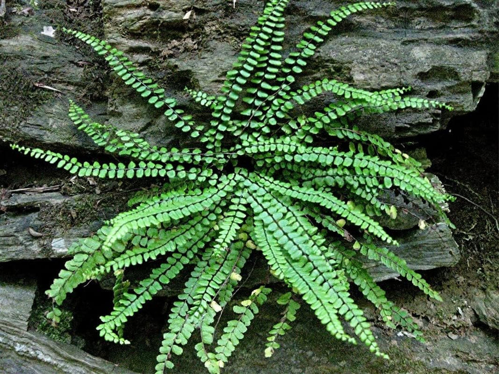 Live Maidenhair Fern Plant in 2.5 Inc Pot, Live Ground Cover Fern Plant for Growing