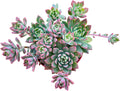 Sprout N Green Sedeveria Markus, Live Succulent Fully Rooted in 4inches Pots with Soil Mix, Rare House Plant for Home Office Wedding Hanging Decoration, DIY Projects, Party Favor