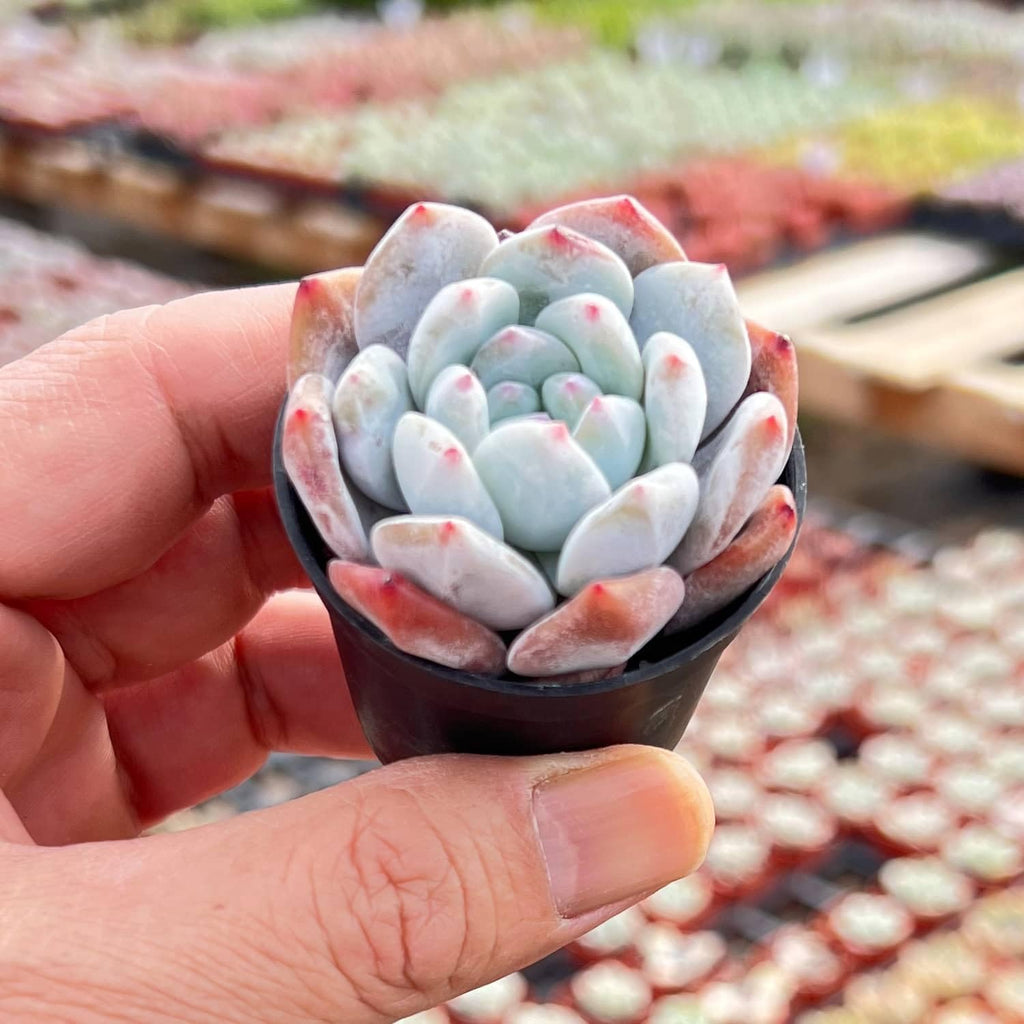 2" Live Succulent Plants Echeveria 'Monroes', Mini Potted Succulents, Easy Care Indoor Houseplant, Unique Gifts, Home Office Décor