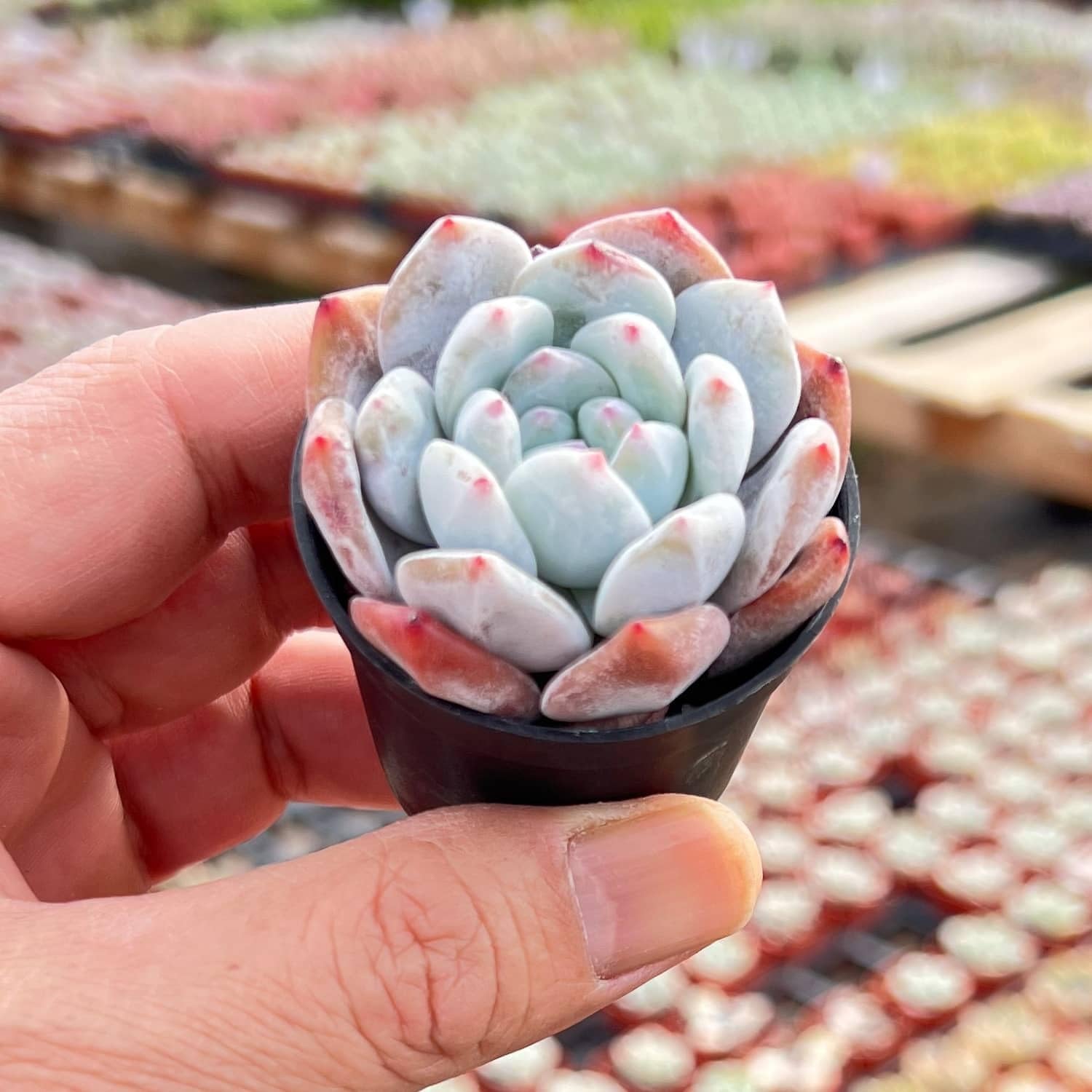 2" Live Succulent Plants Echeveria 'Monroes', Mini Potted Succulents, Easy Care Indoor Houseplant, Unique Gifts, Home Office Décor