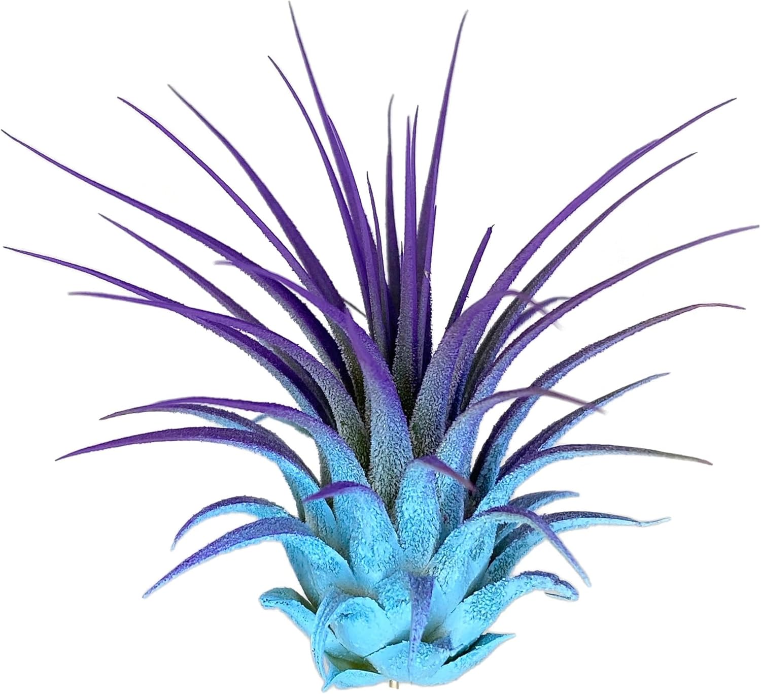 Rainbow Tillandsia Air Plant, Tillandsia Air Plant, Airplant, Air Purification, House Plant, Home Decor & Gift, Live Plant, Healthy Arrival Guarantee (Baby Blue/Purple)