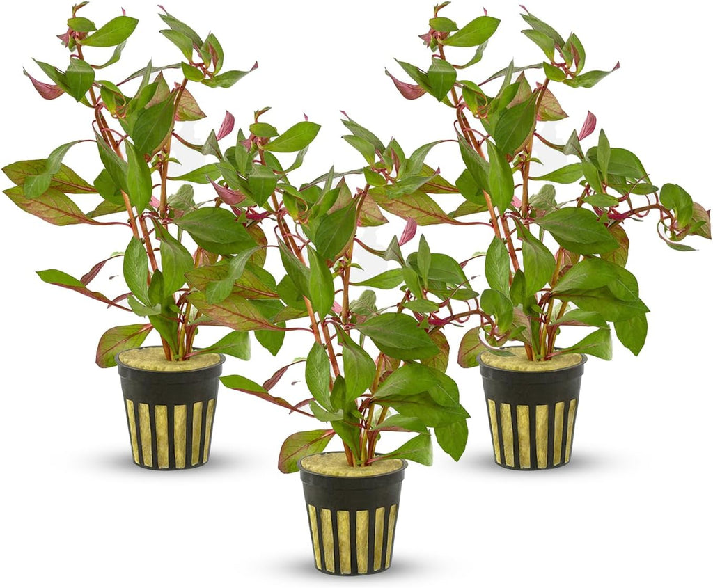 Ludwigia Repens Super Red Mini - Live Aquarium Plants - Easy Care Stem Plant for Fish Shrimp, & Planted Aquariums - Ideal Background, Midground Plant with Stunning Color - 3 Pack