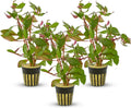 Ludwigia Repens Super Red Mini - Live Aquarium Plants - Easy Care Stem Plant for Fish Shrimp, & Planted Aquariums - Ideal Background, Midground Plant with Stunning Color - 3 Pack