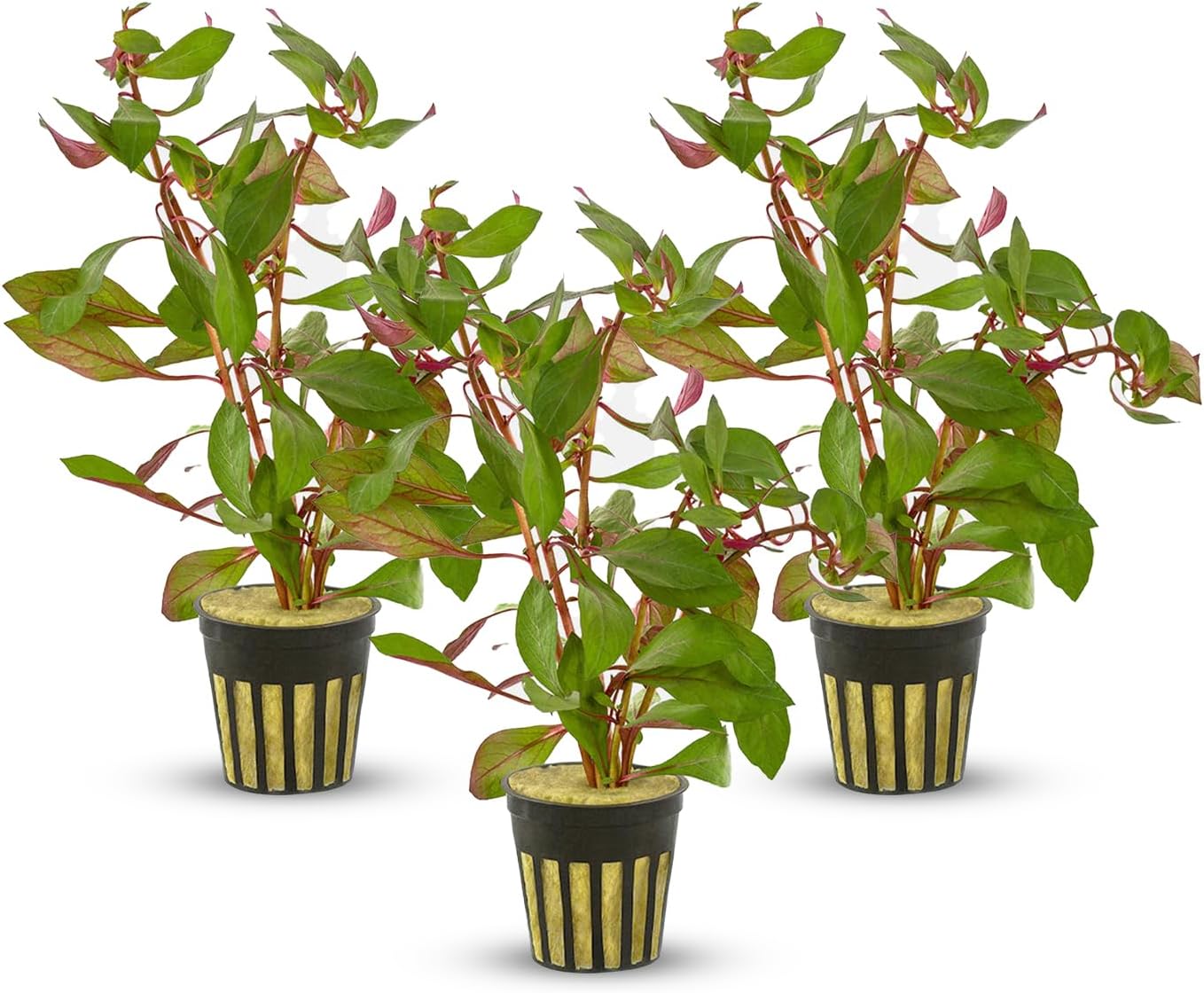 Ludwigia Repens Super Red Mini - Live Aquarium Plants - Easy Care Stem Plant for Fish Shrimp, & Planted Aquariums - Ideal Background, Midground Plant with Stunning Color - 3 Pack