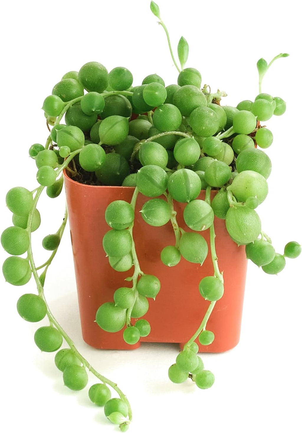 Shop Succulents String of Pearls Succulent Pack - Live 2" Senecio Rowleyanus Plants, Unique Trailing Variety for Hanging Planters & Gifts - Easy Care Indoor Houseplant, Pack of 1